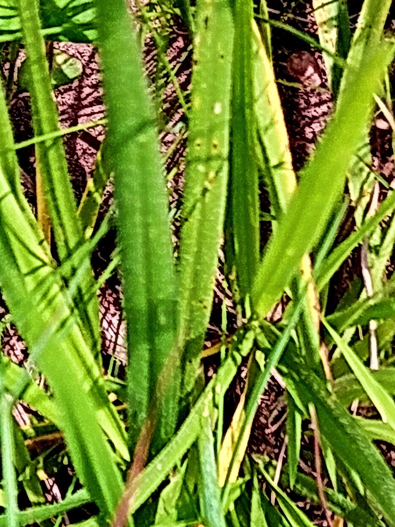 Dipcadi marlothii — houseplant care guide