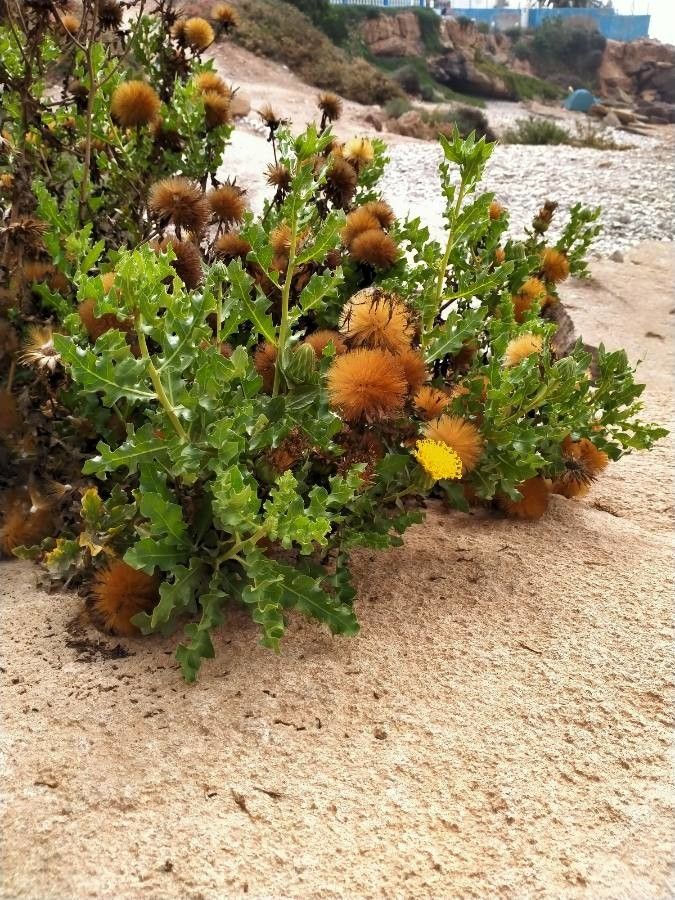 Warionia saharae flower