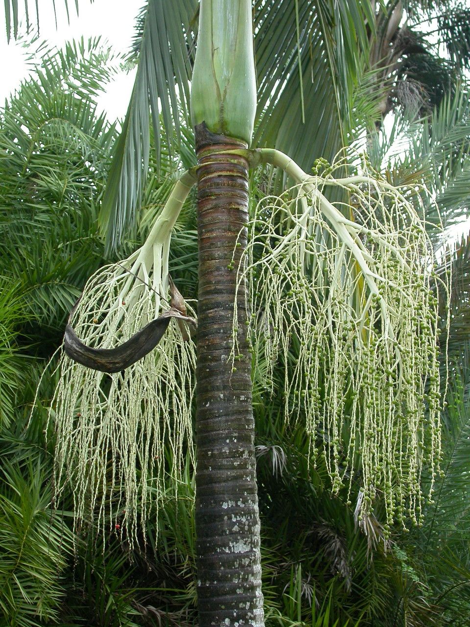 Veitchia merrillii flower