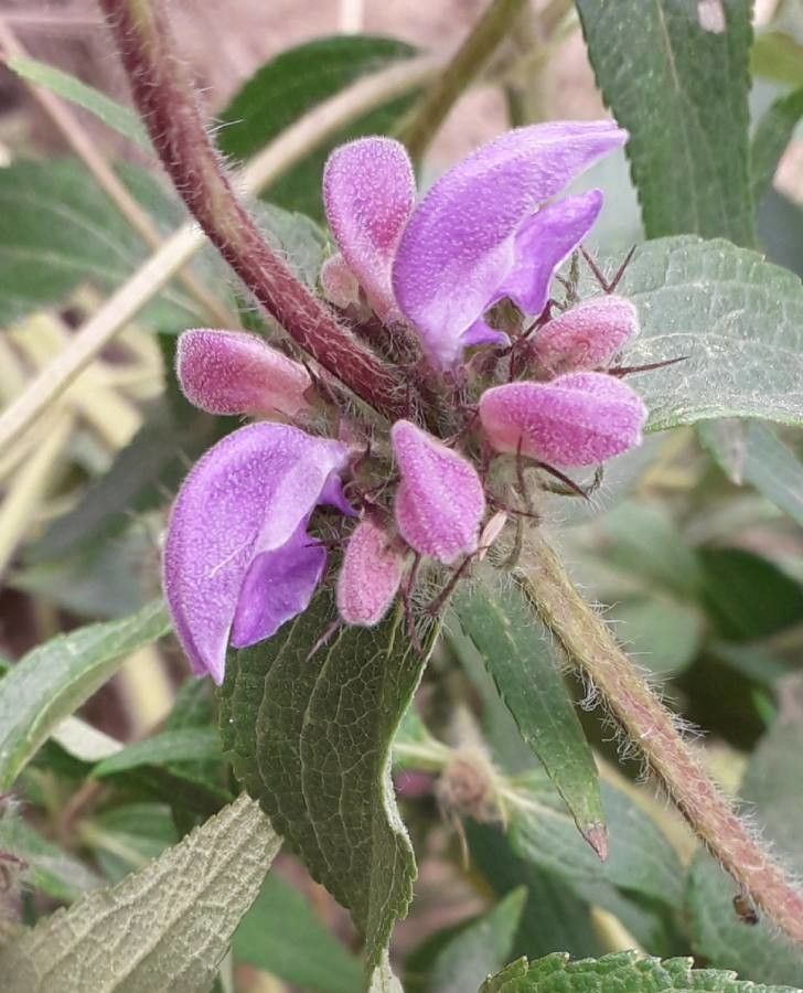 Phlomis herba-venti flower