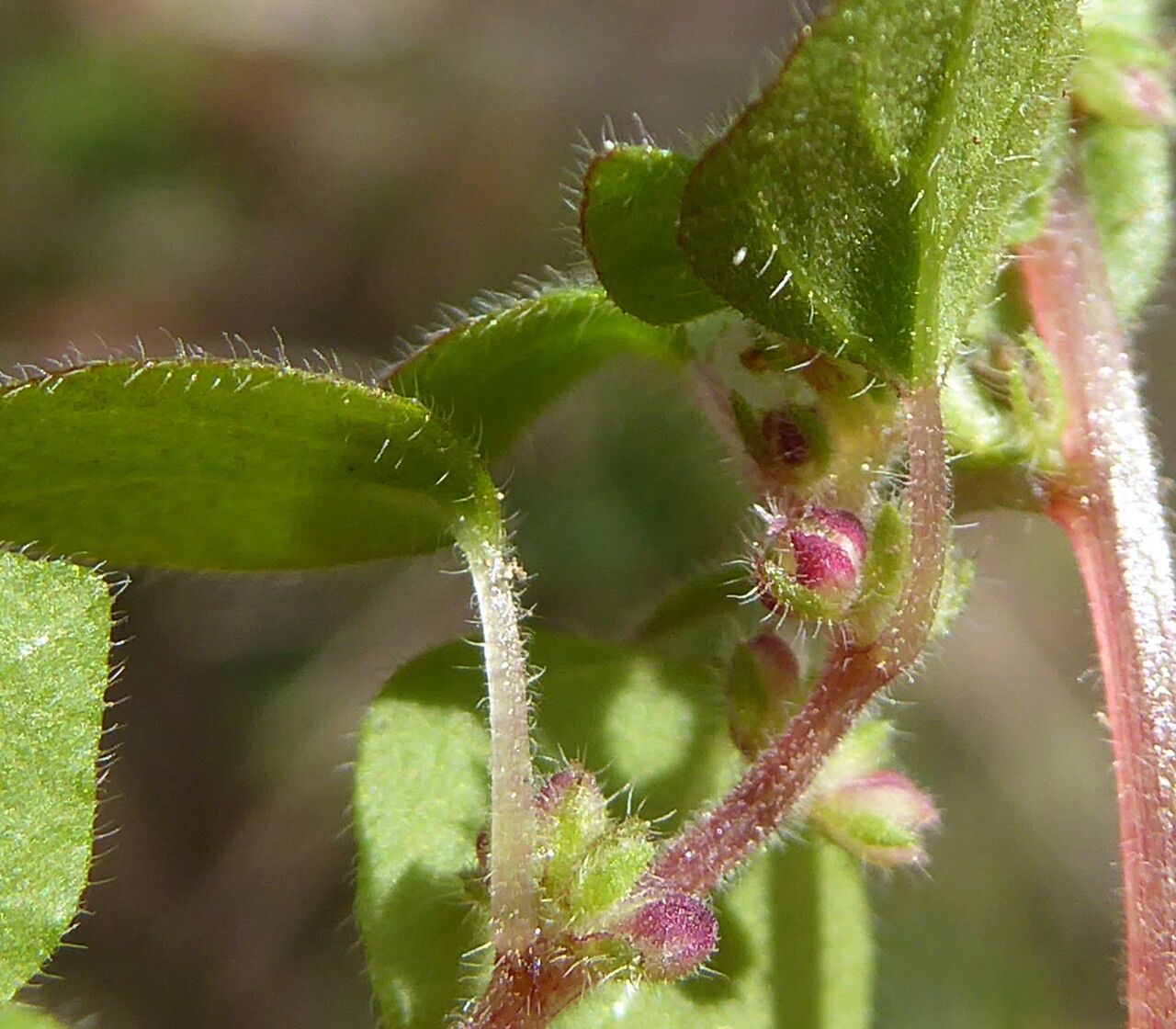 Parietaria lusitanica flower