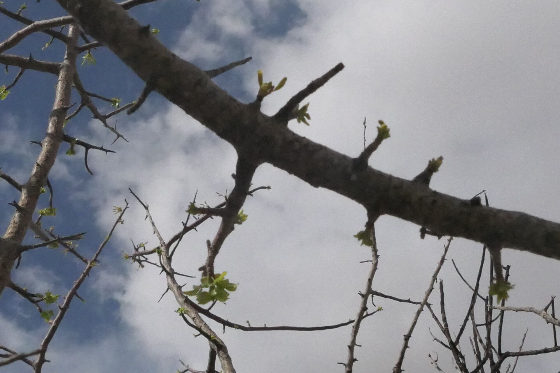 Commiphora glaucescens bark