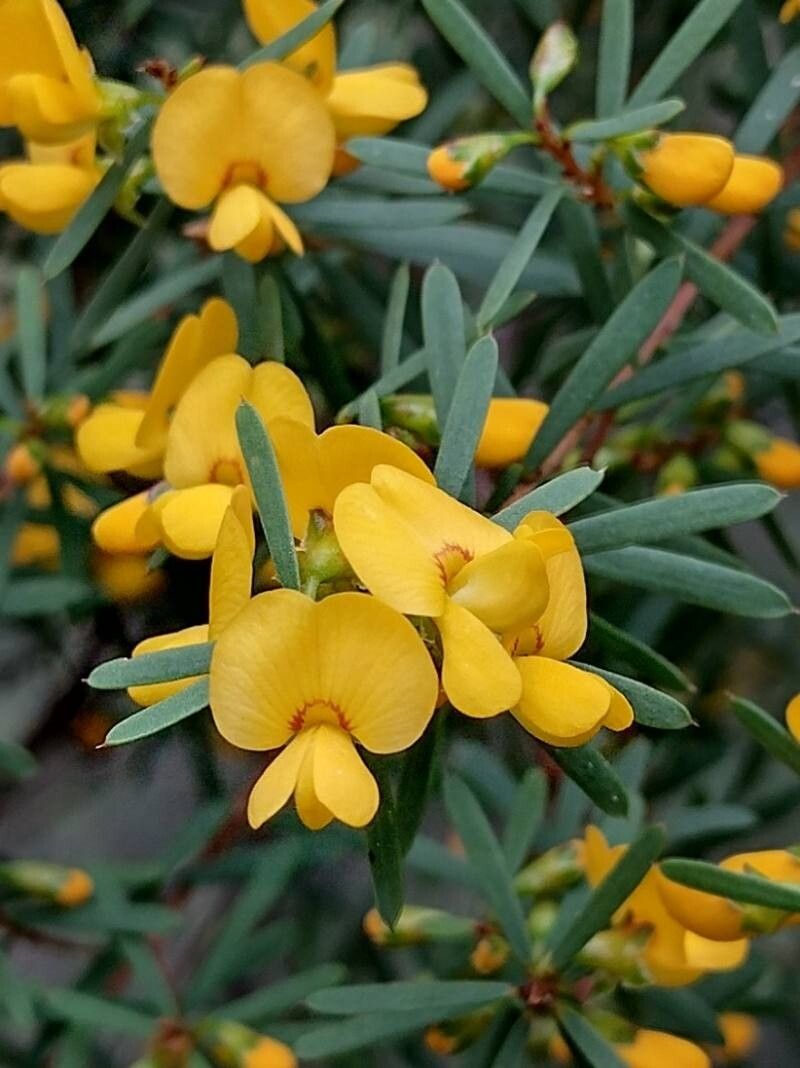 Pultenaea flexilis flower
