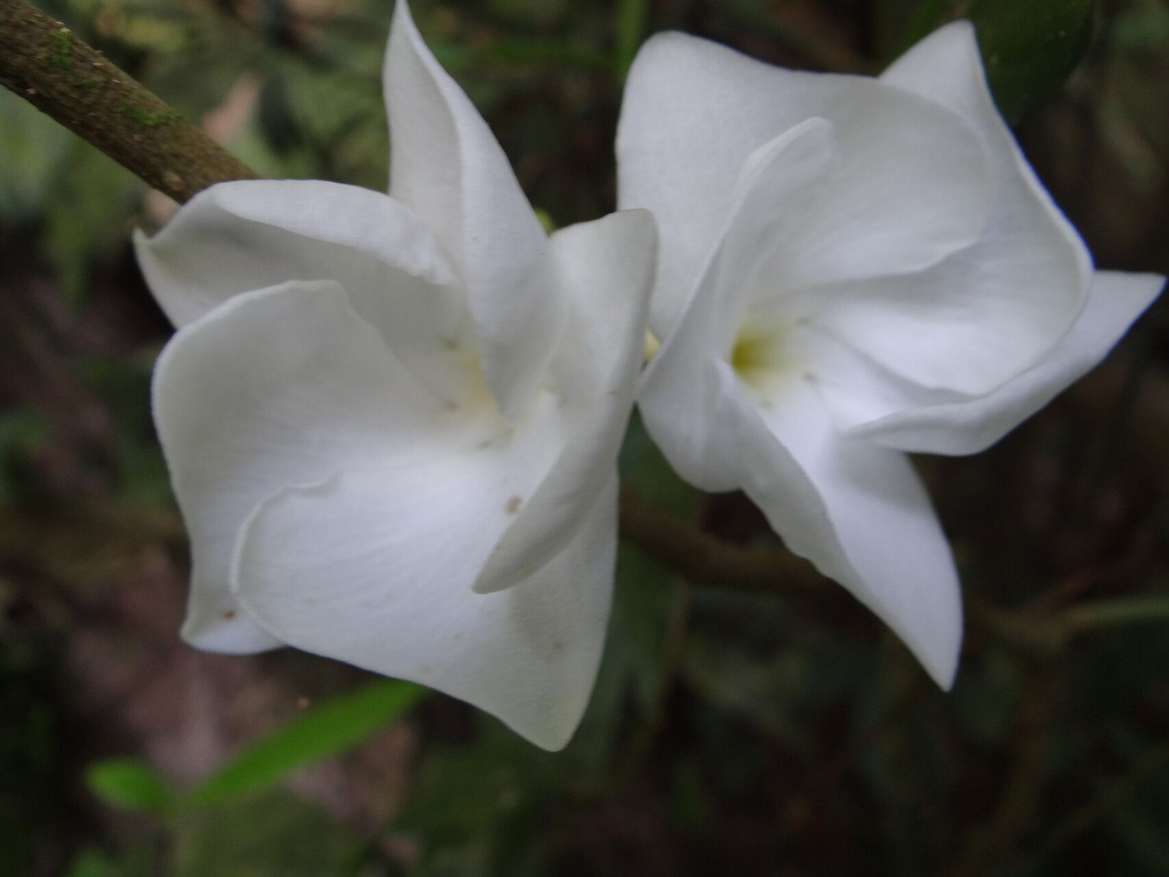 Callichilia subsessilis — houseplant care guide