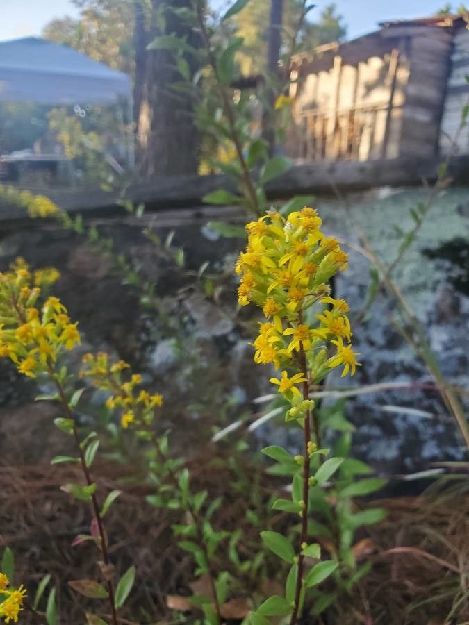 Solidago squarrosa flower