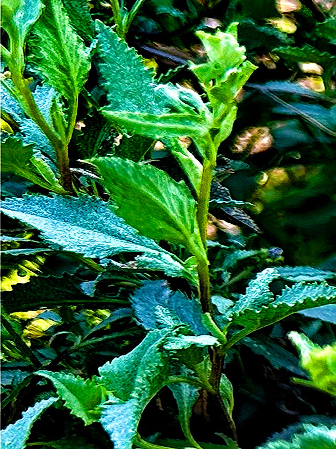 Ambrosia deltoidea — houseplant care guide