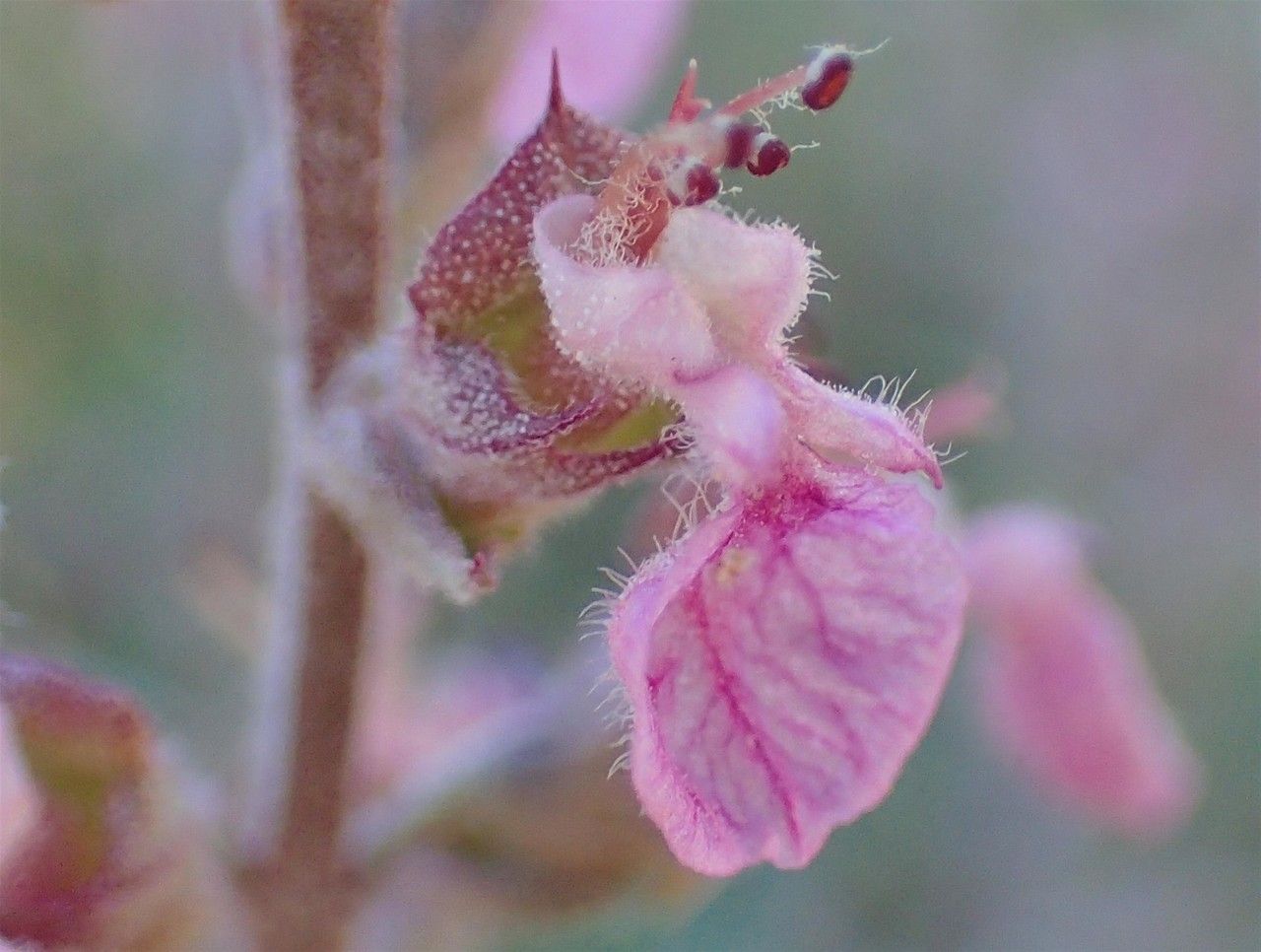 Teucrium asiaticum flower