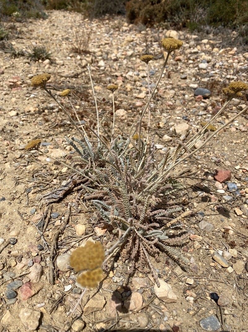 Chaenactis santolinoides — search result for 'Santolina'