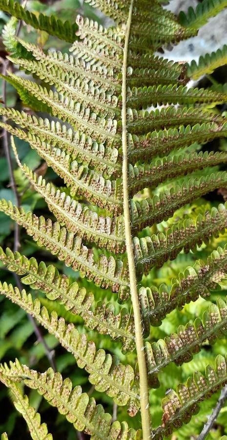 Dryopteris filix-mas flower