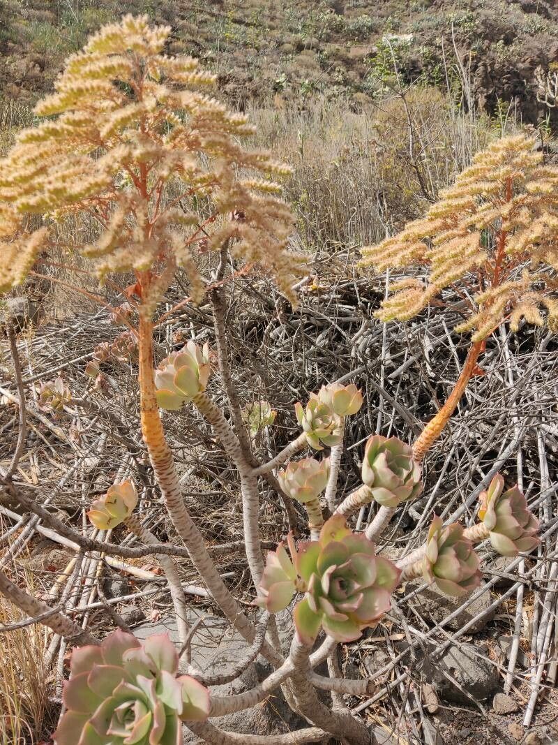 Aeonium percarneum flower