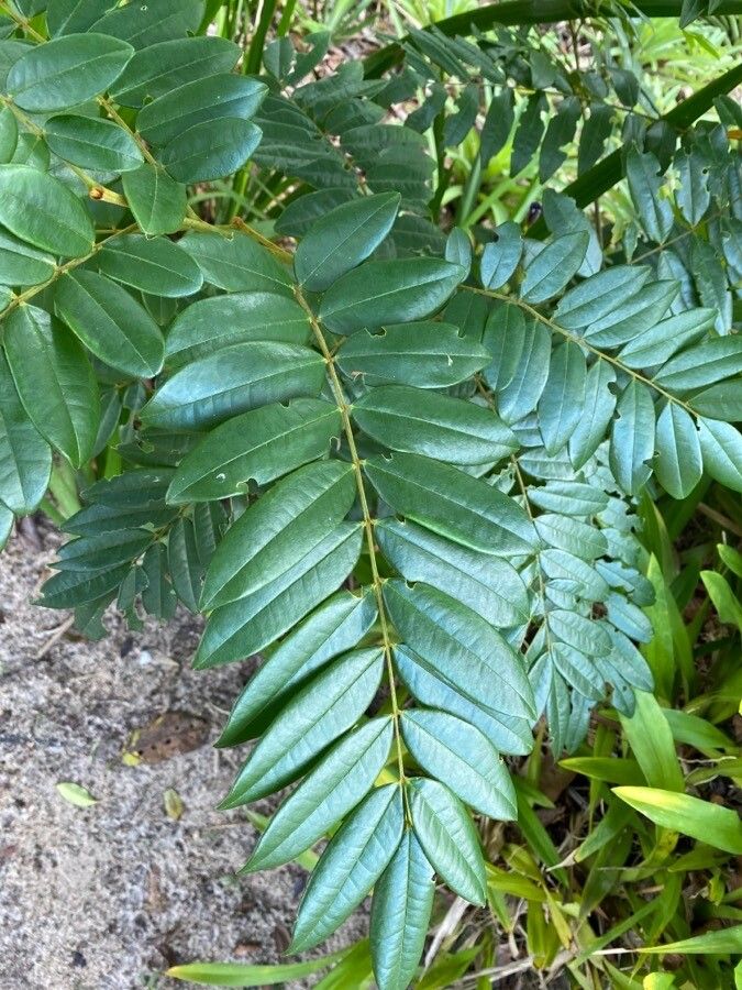 Bowdichia virgilioides — houseplant care guide