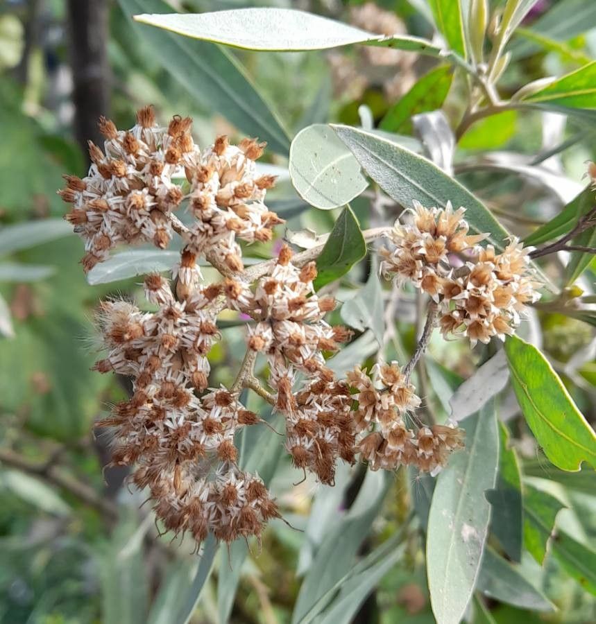 Tessaria integrifolia fruit