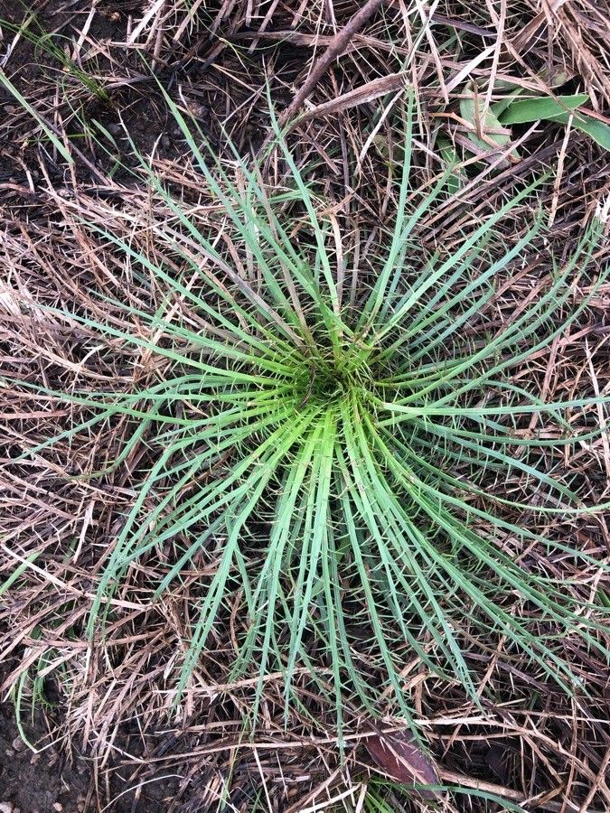 Hechtia glomerata — search result for 'Bromeliaceae'