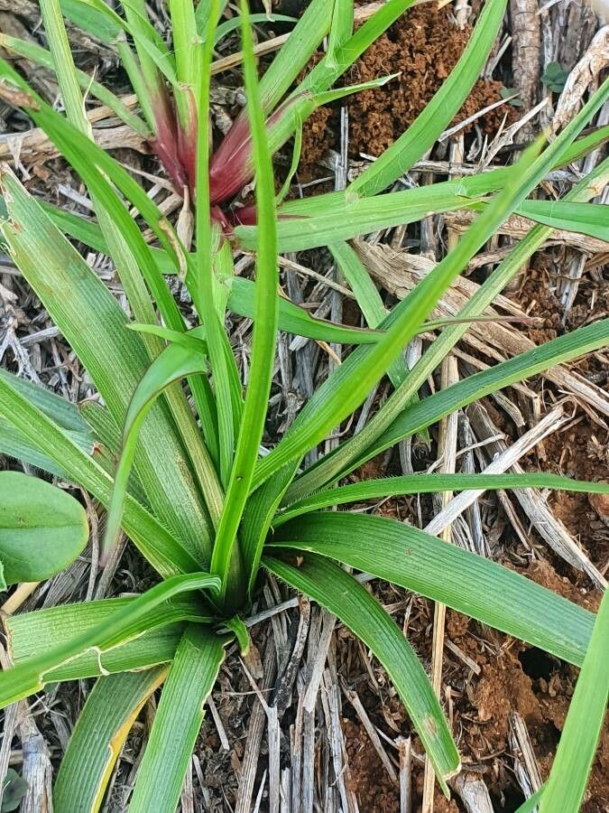 Trachyandra saltii — related species from the same genus
