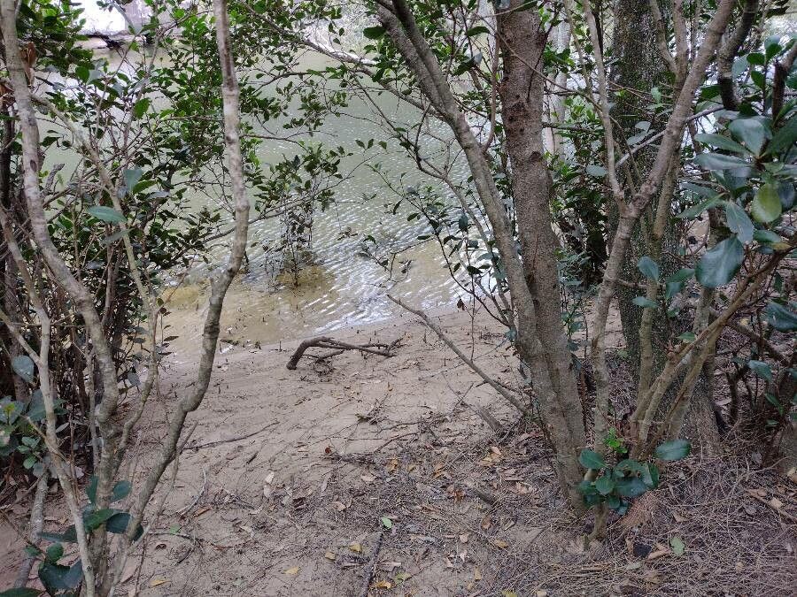 Aegiceras corniculatum bark