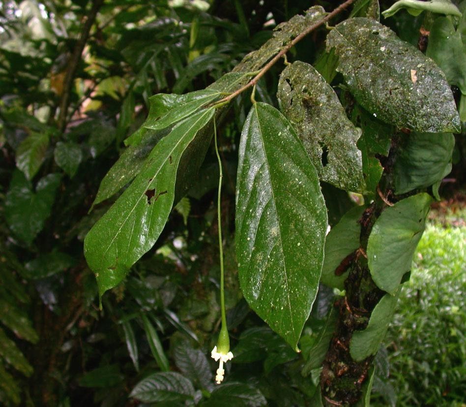 Quararibea pendula — search result for 'Quararibea'