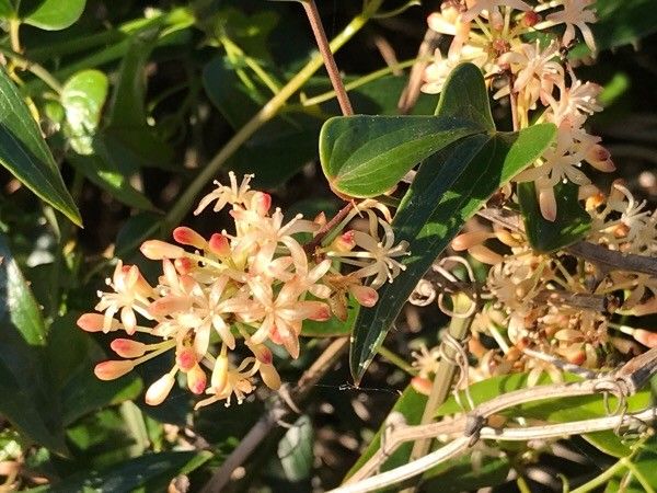 Smilax aspera flower