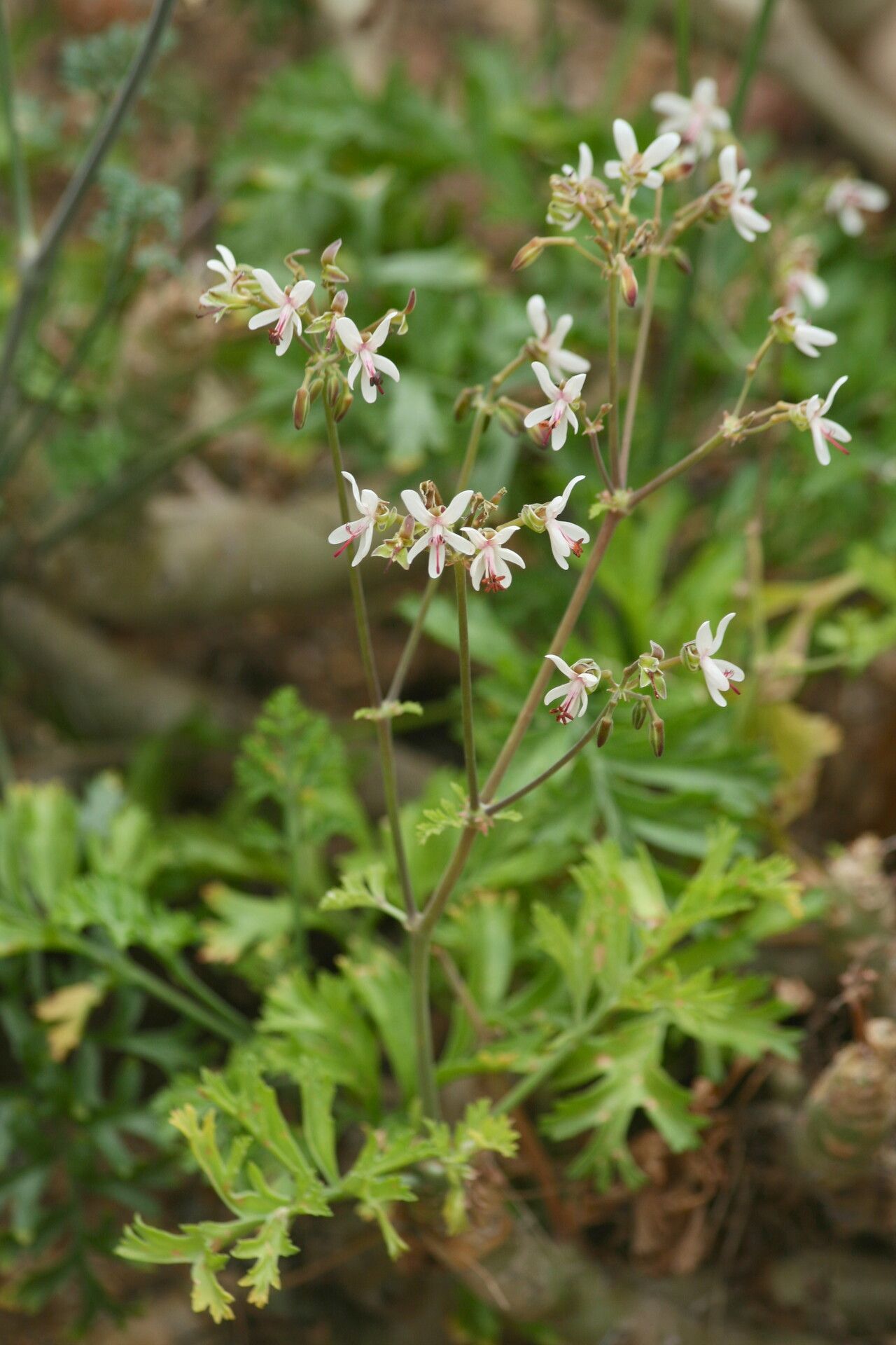 Pelargonium dasyphyllum — houseplant care guide