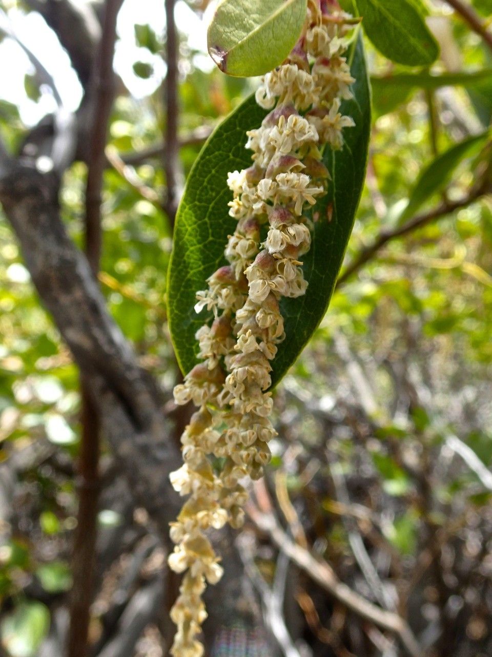 Garrya fremontii flower