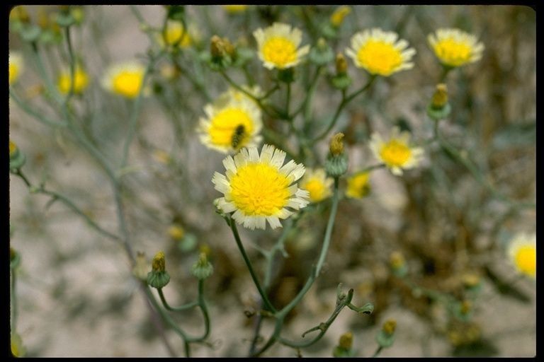 Malacothrix floccifera — related species from the same genus