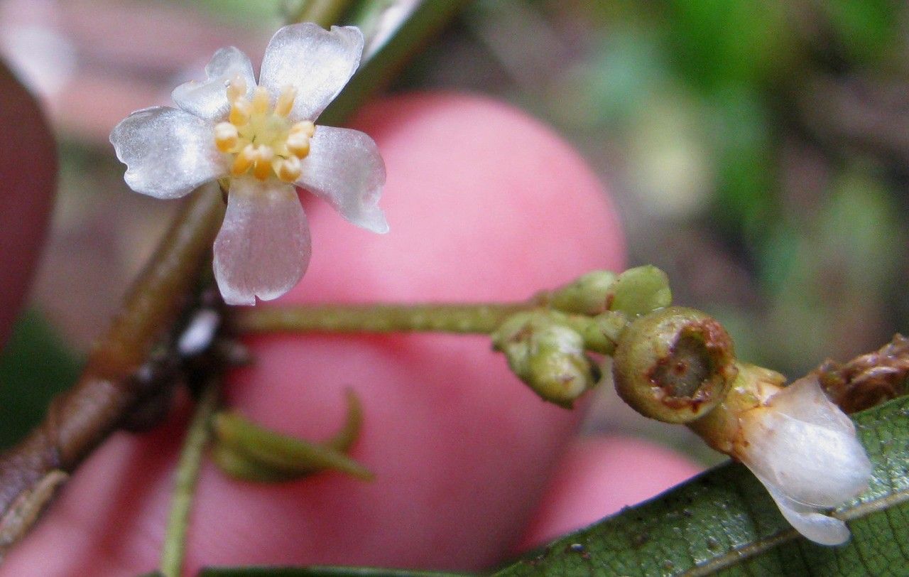 Clidemia fraterna other