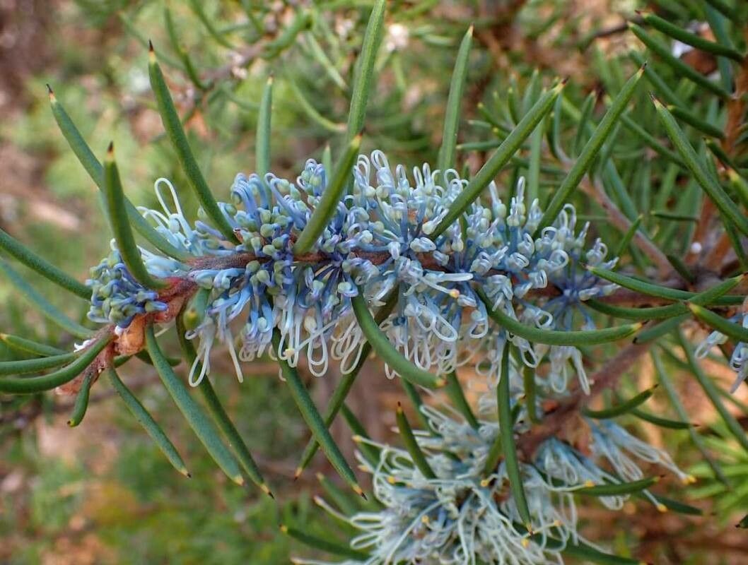 Hakea lehmanniana — search result for 'Hakea'
