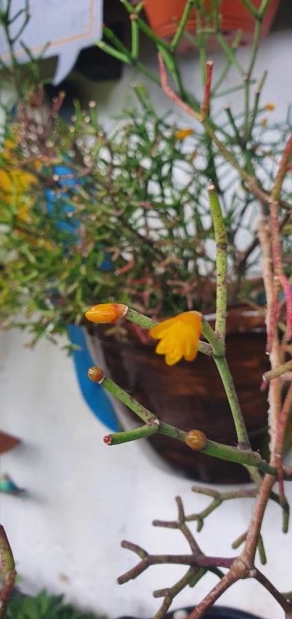 Rhipsalis clavata flower