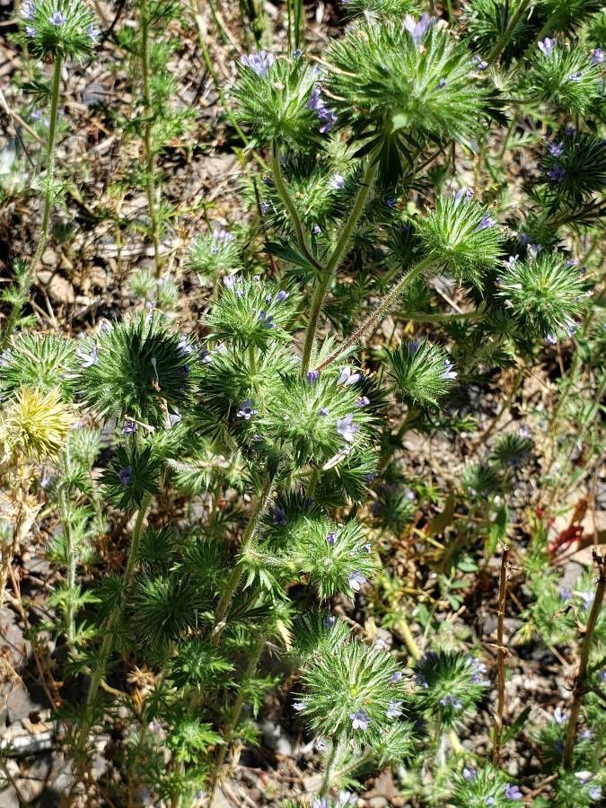 Navarretia leucocephala flower