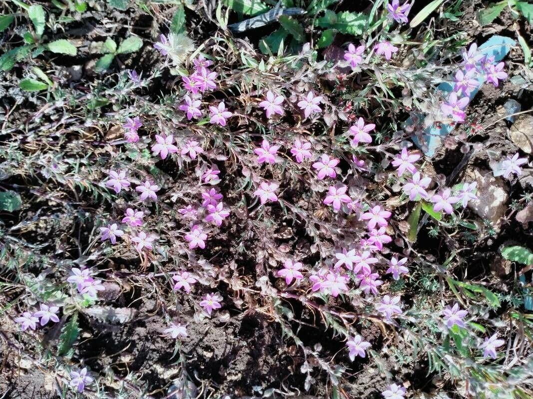 Spergularia sparsiflora — houseplant care guide