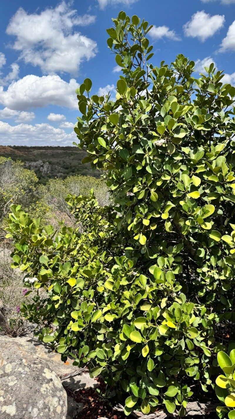 Clusia nemorosa habit