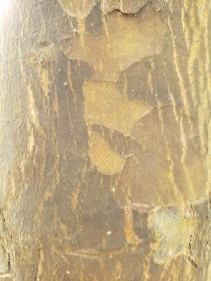 Afrocarpus gracilior bark