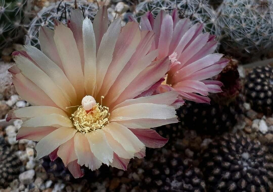 Eriosyce odieri flower