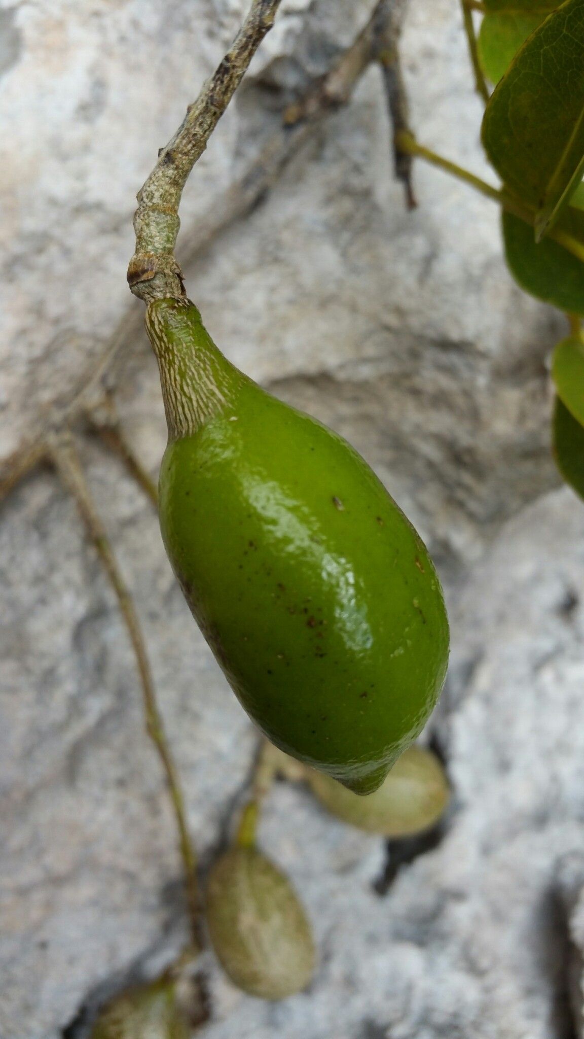 Xanthocercis madagascariensis — related species from the same genus