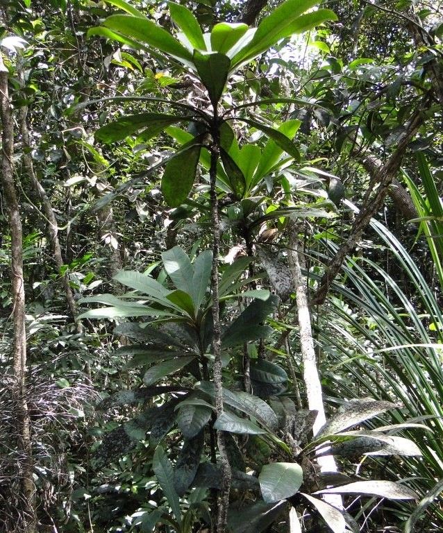 Pittosporum artense habit