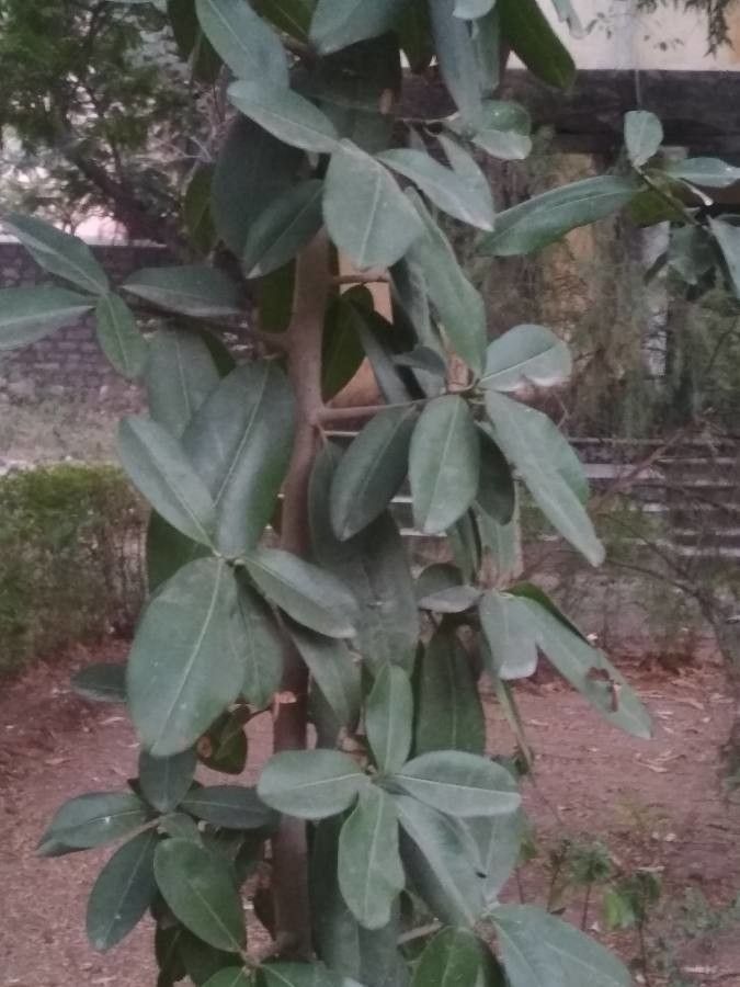 Manilkara hexandra leaf