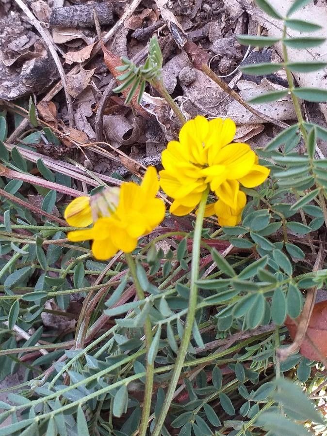 Hippocrepis comosa flower