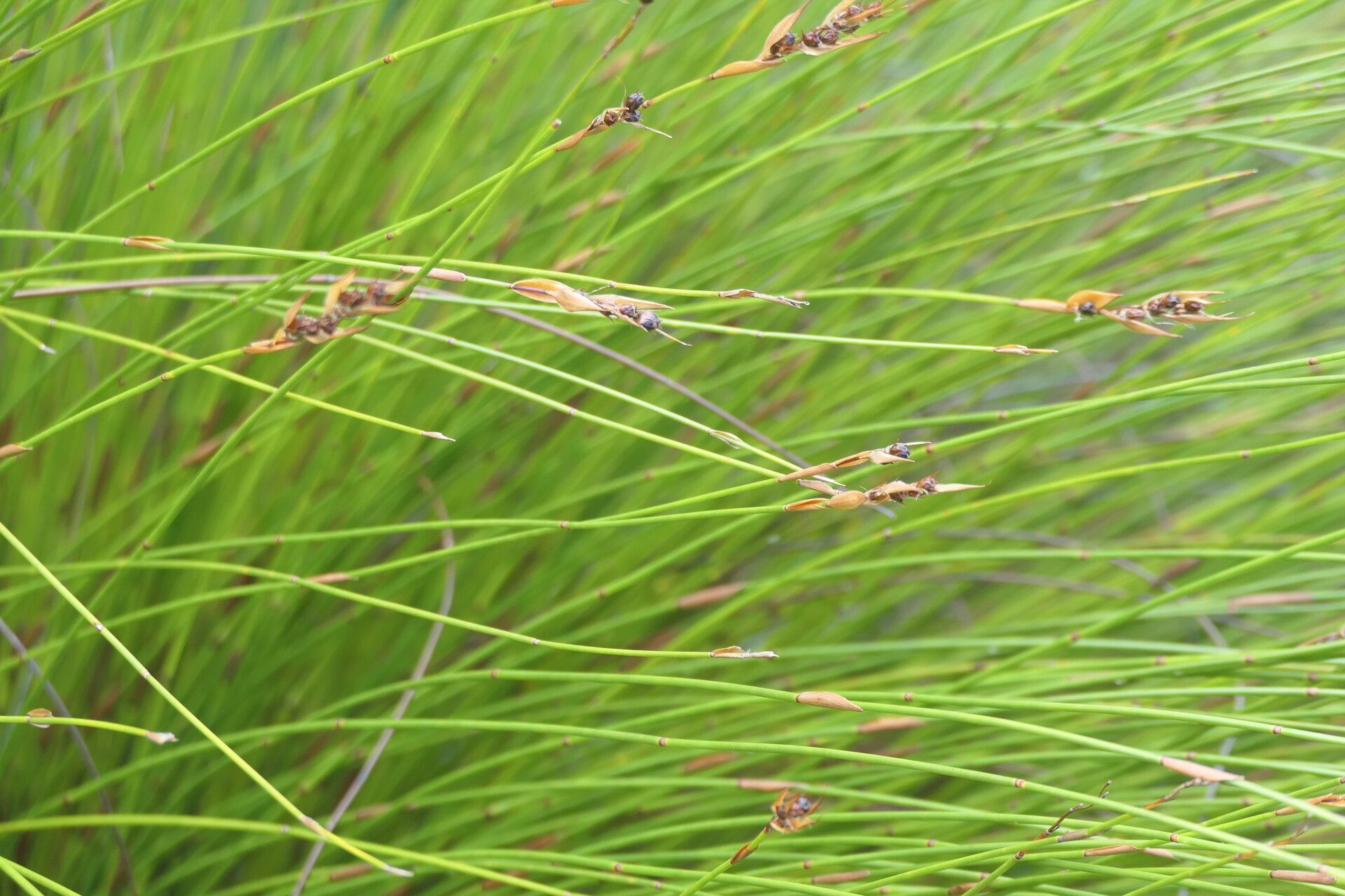 Elegia juncea habit