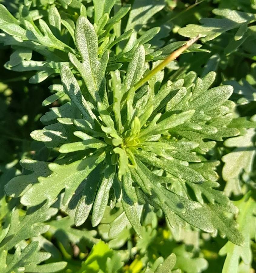 Teucrium cubense — search result for 'Teucrium'