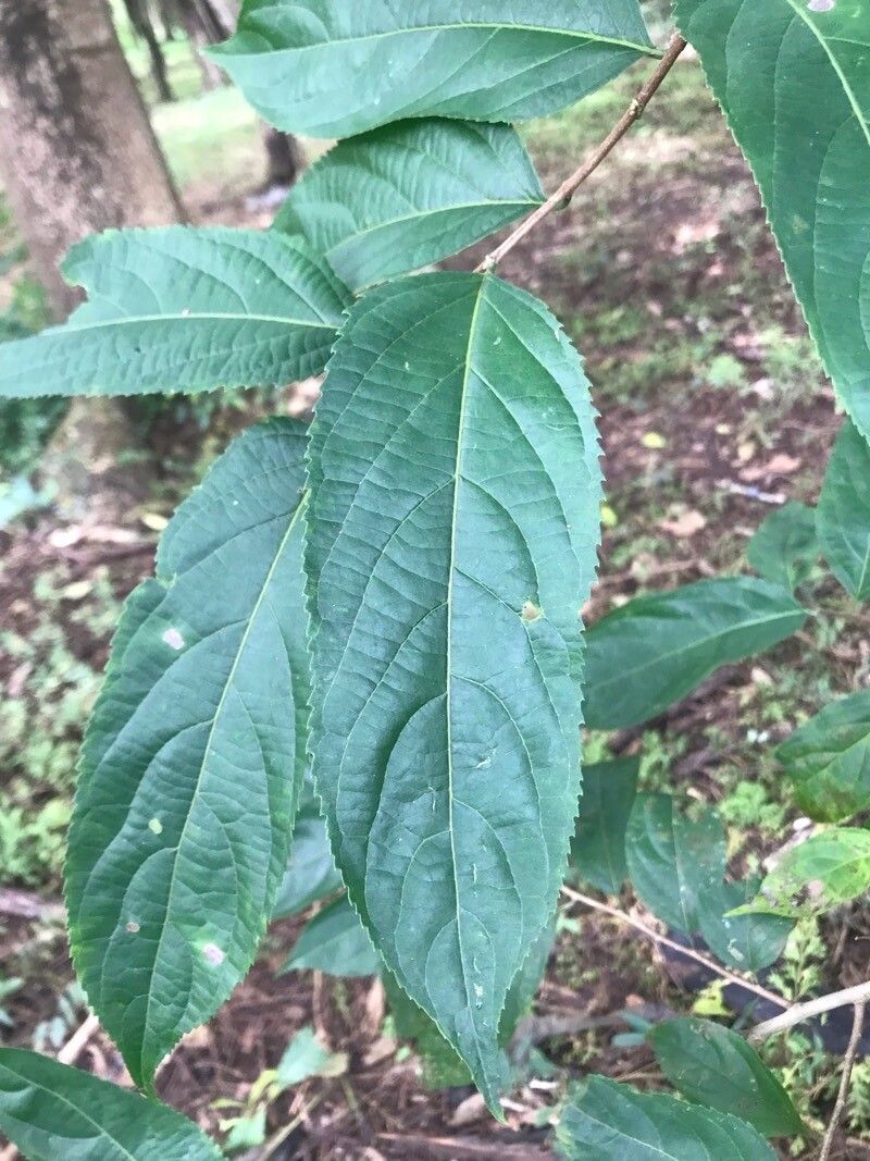 Casearia arguta — related species from the same genus