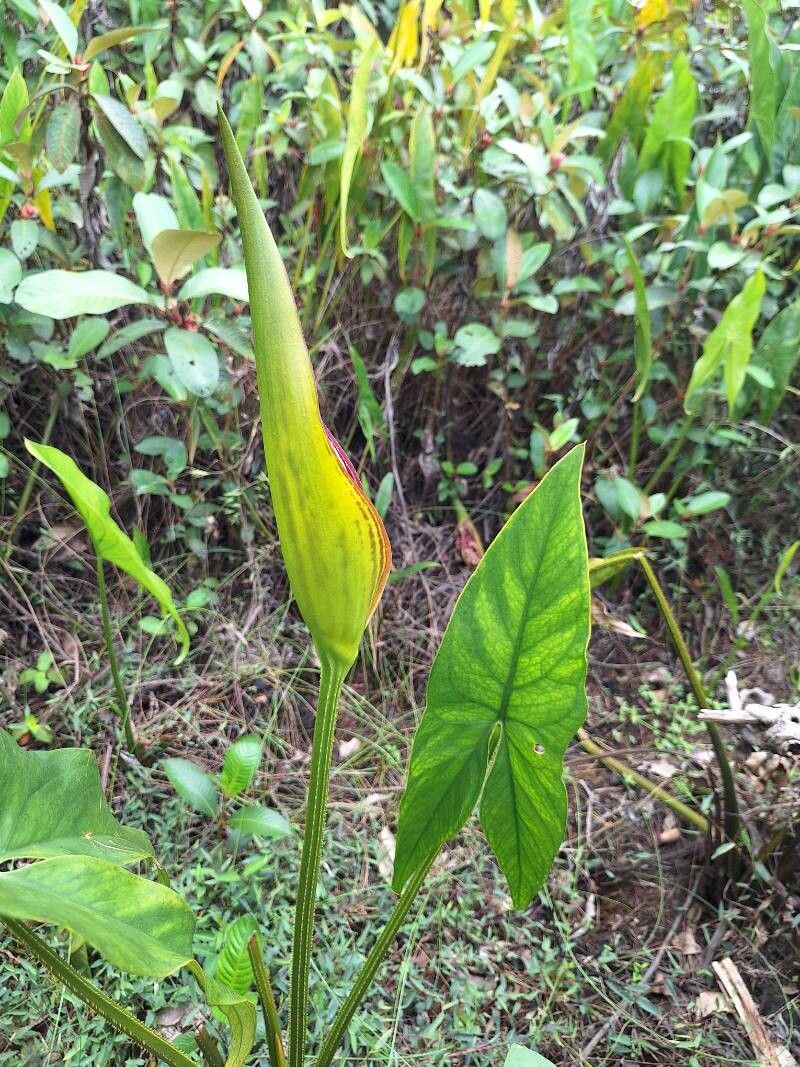 Lasimorpha senegalensis flower