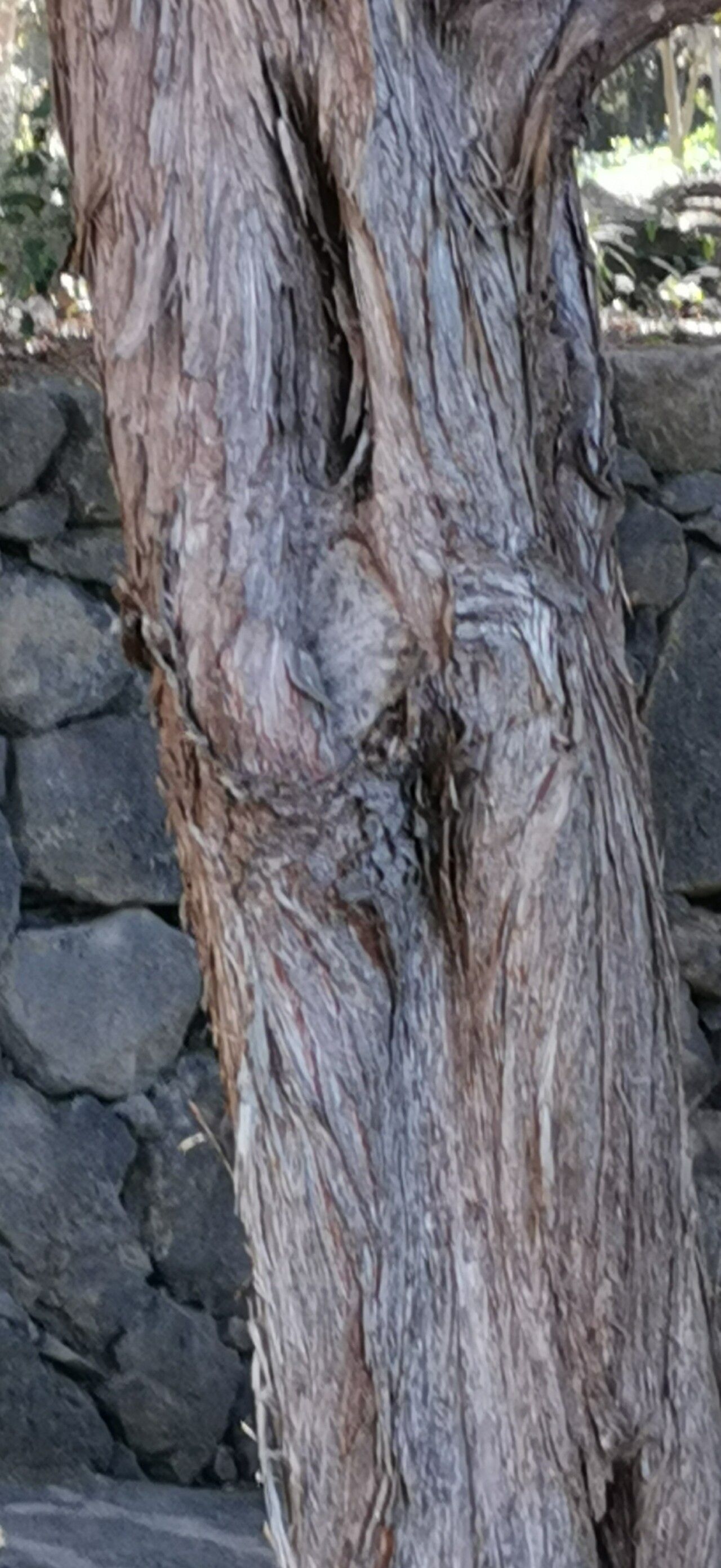 Juniperus canariensis bark