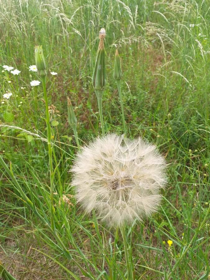 Tragopogon pratensis fruit