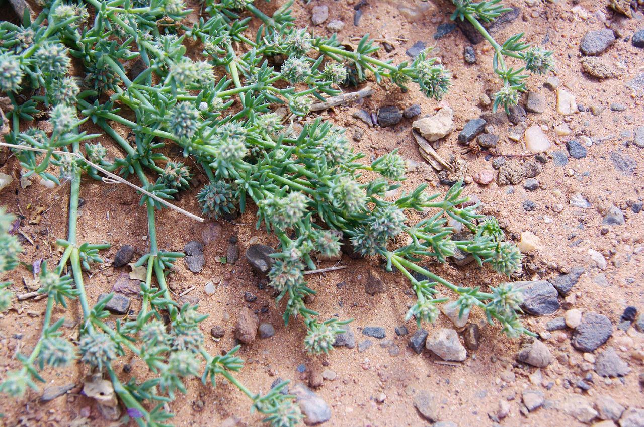 Gymnocarpos sclerocephalus — related species from the same genus