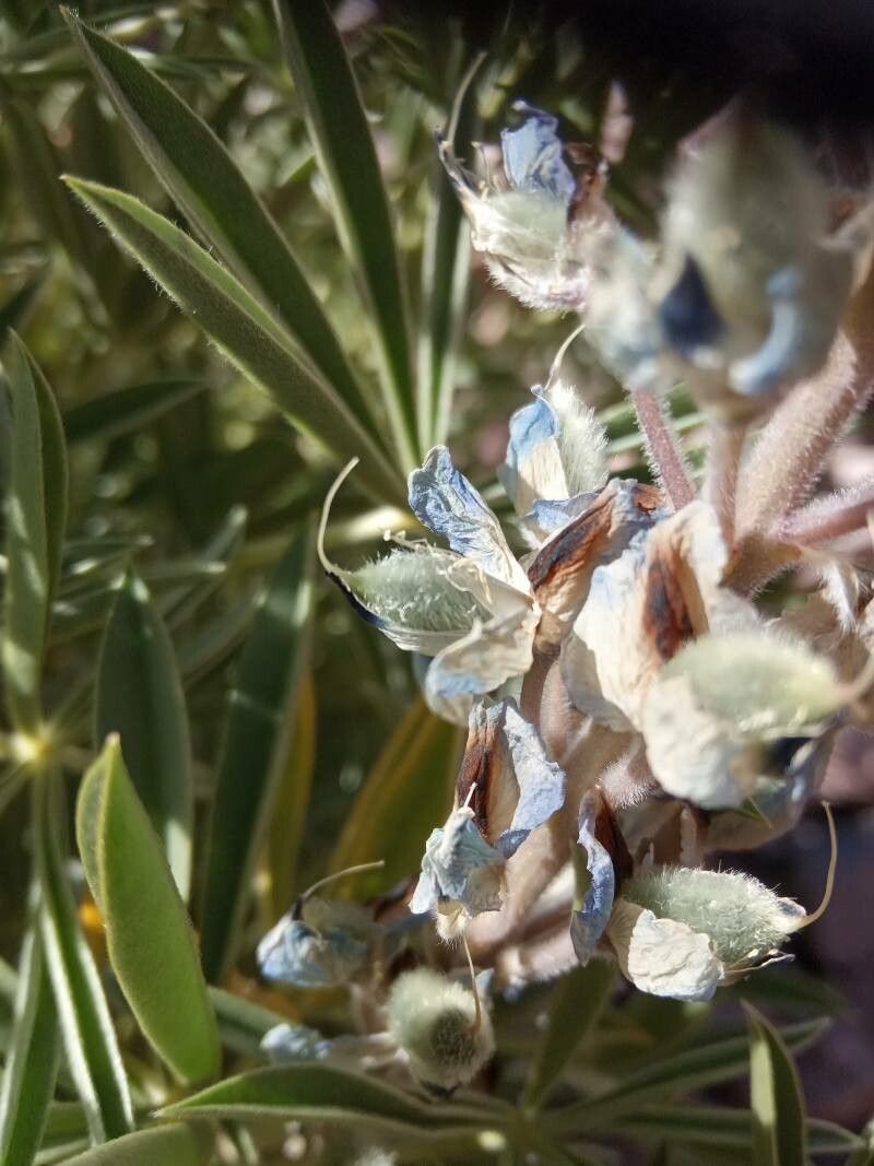 Lupinus oreophilus fruit