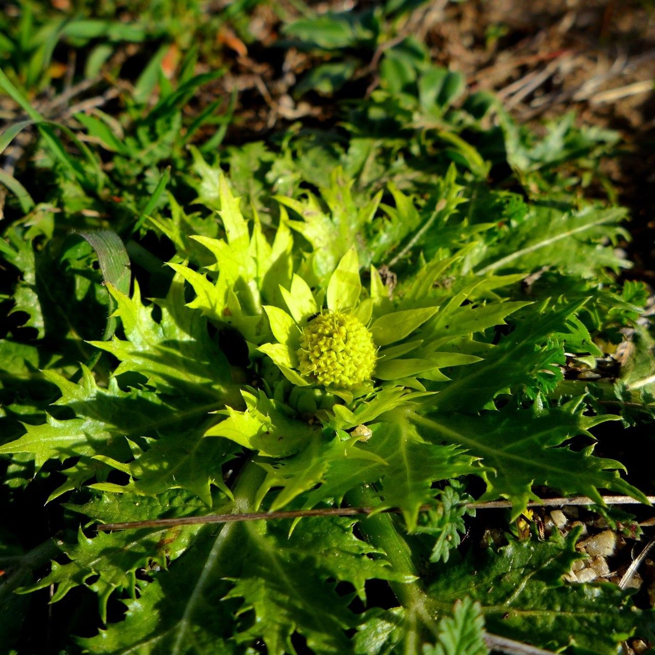 Sanicula arctopoides habit
