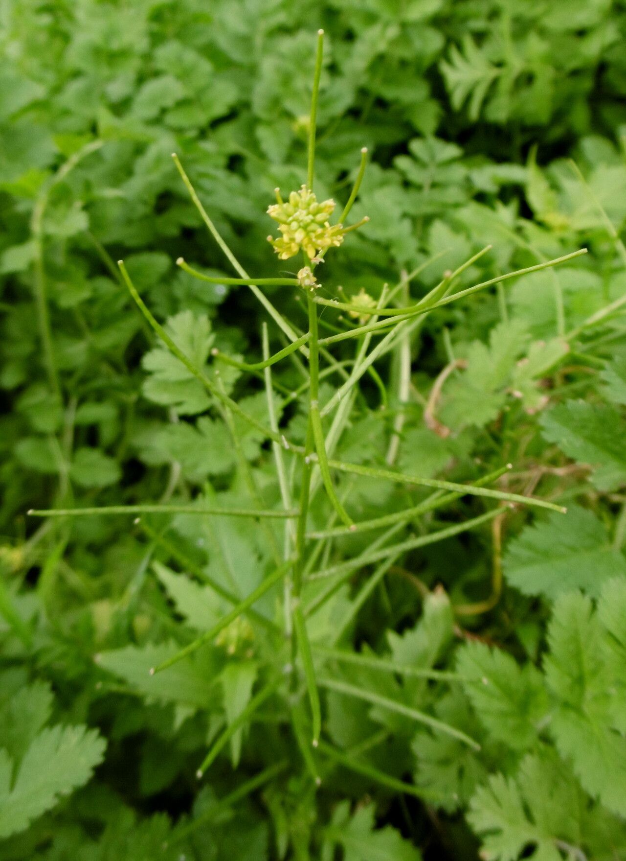 Erucastrum canariense — related species from the same genus