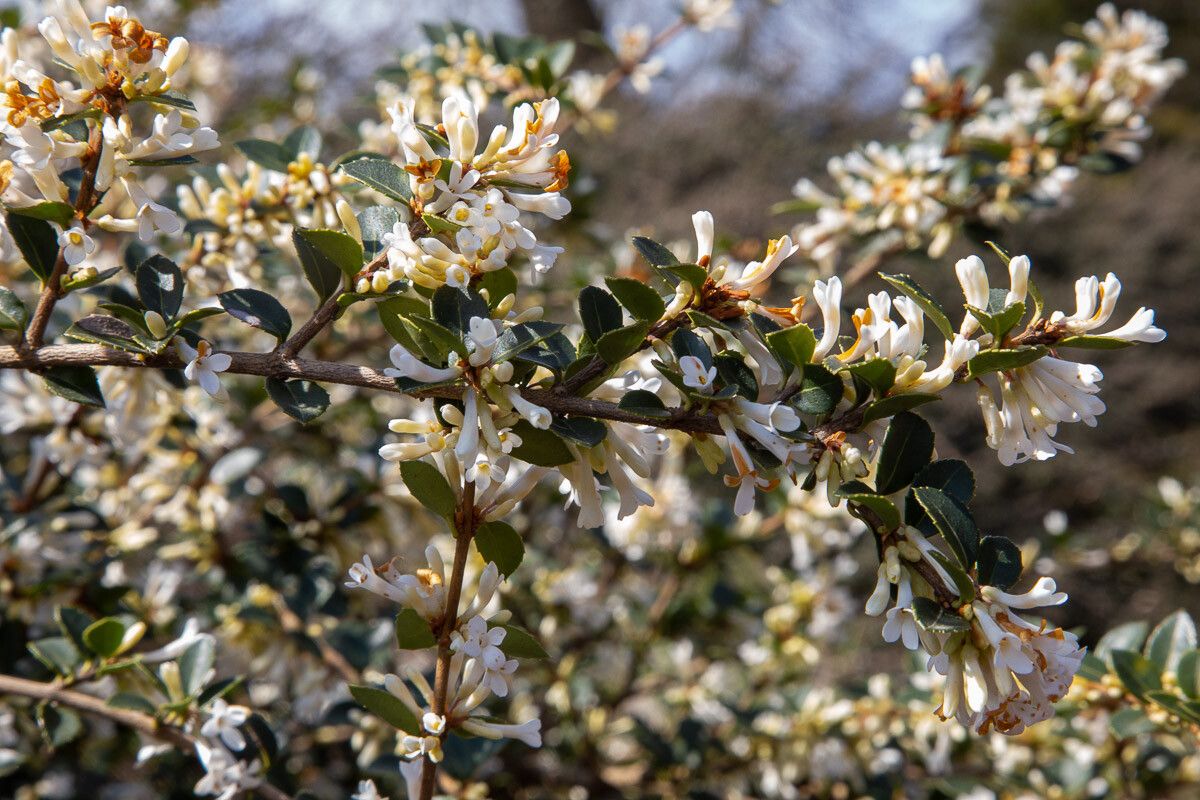 Osmanthus delavayi flower