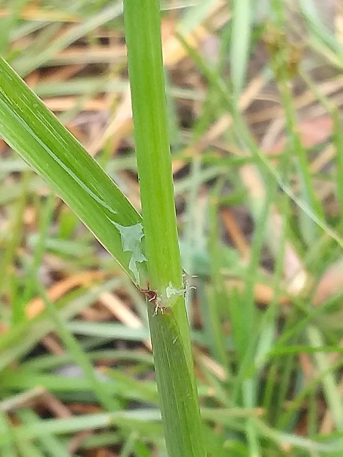 Dactyloctenium aegyptium leaf