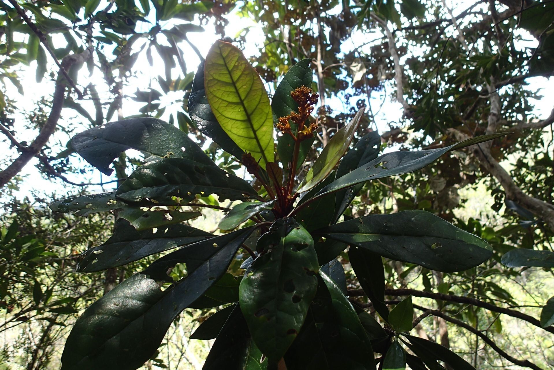 Argophyllum riparium — houseplant care guide