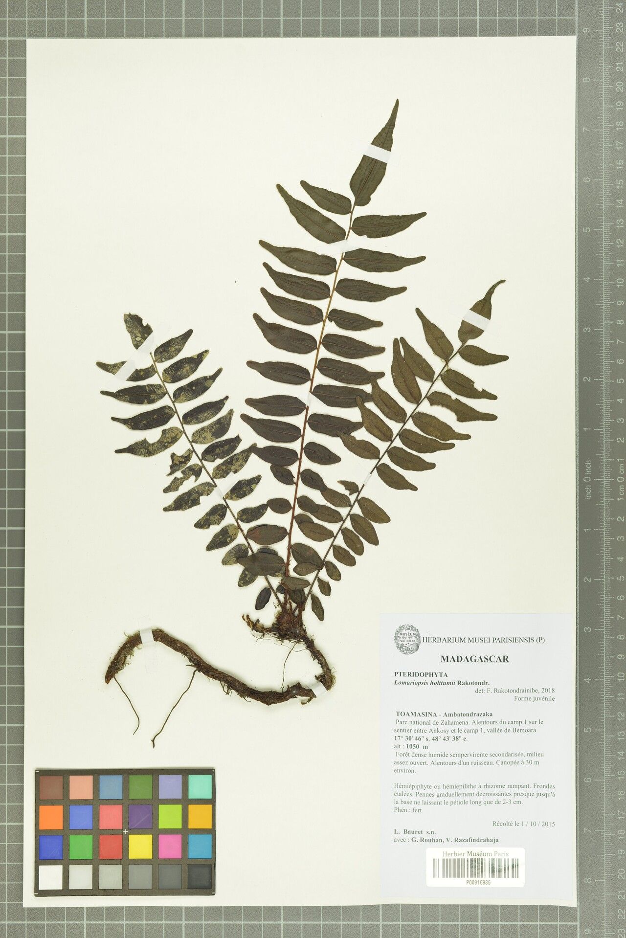 Lomariopsis holttumii — houseplant care guide